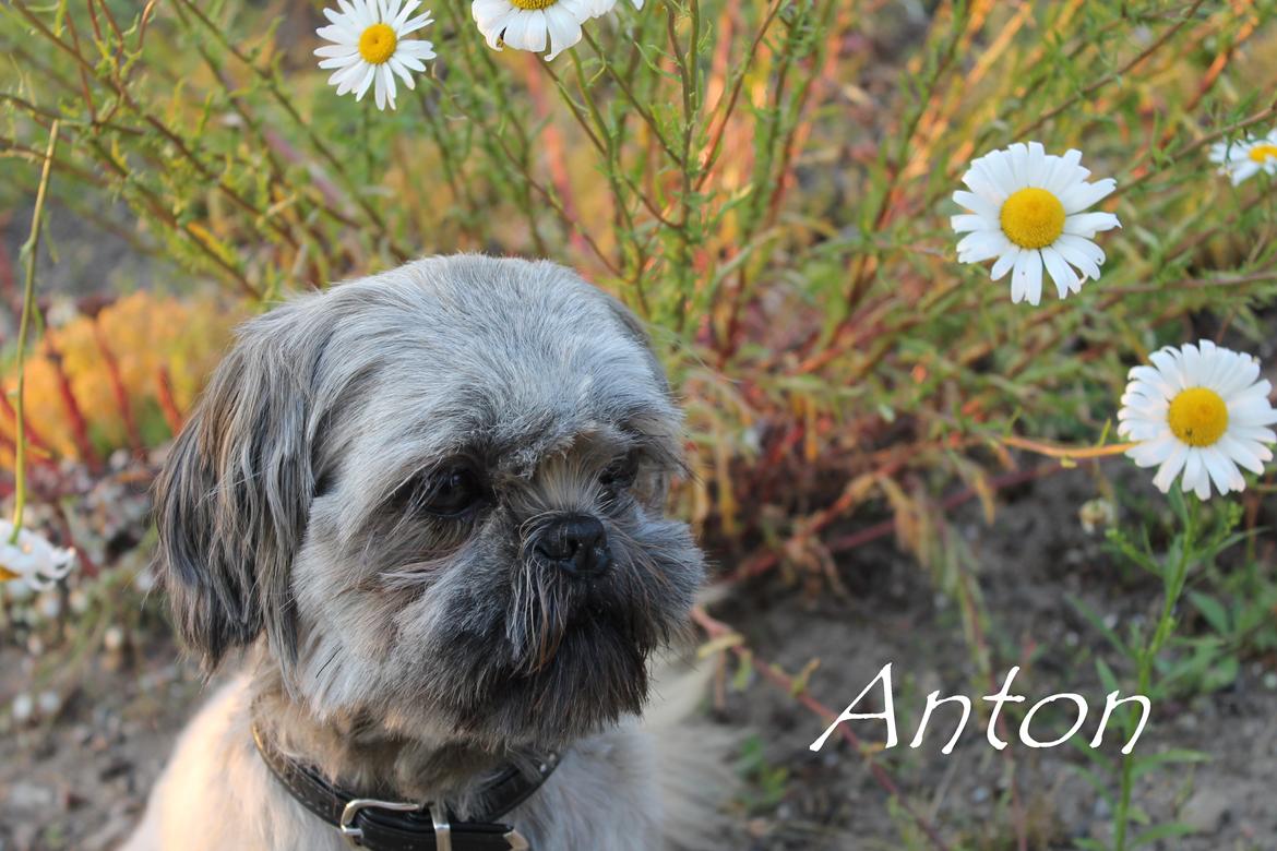 Shih tzu Anton - Smukke dyr ;) billede 15