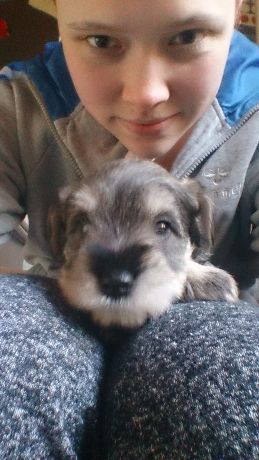 Dvaergschnauzer Ronja billede 3