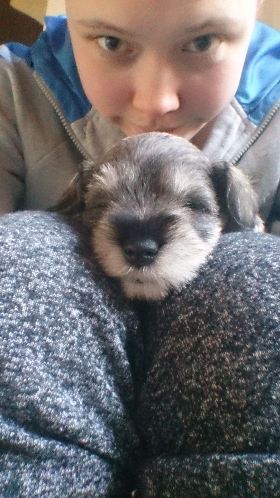 Dvaergschnauzer Ronja billede 4