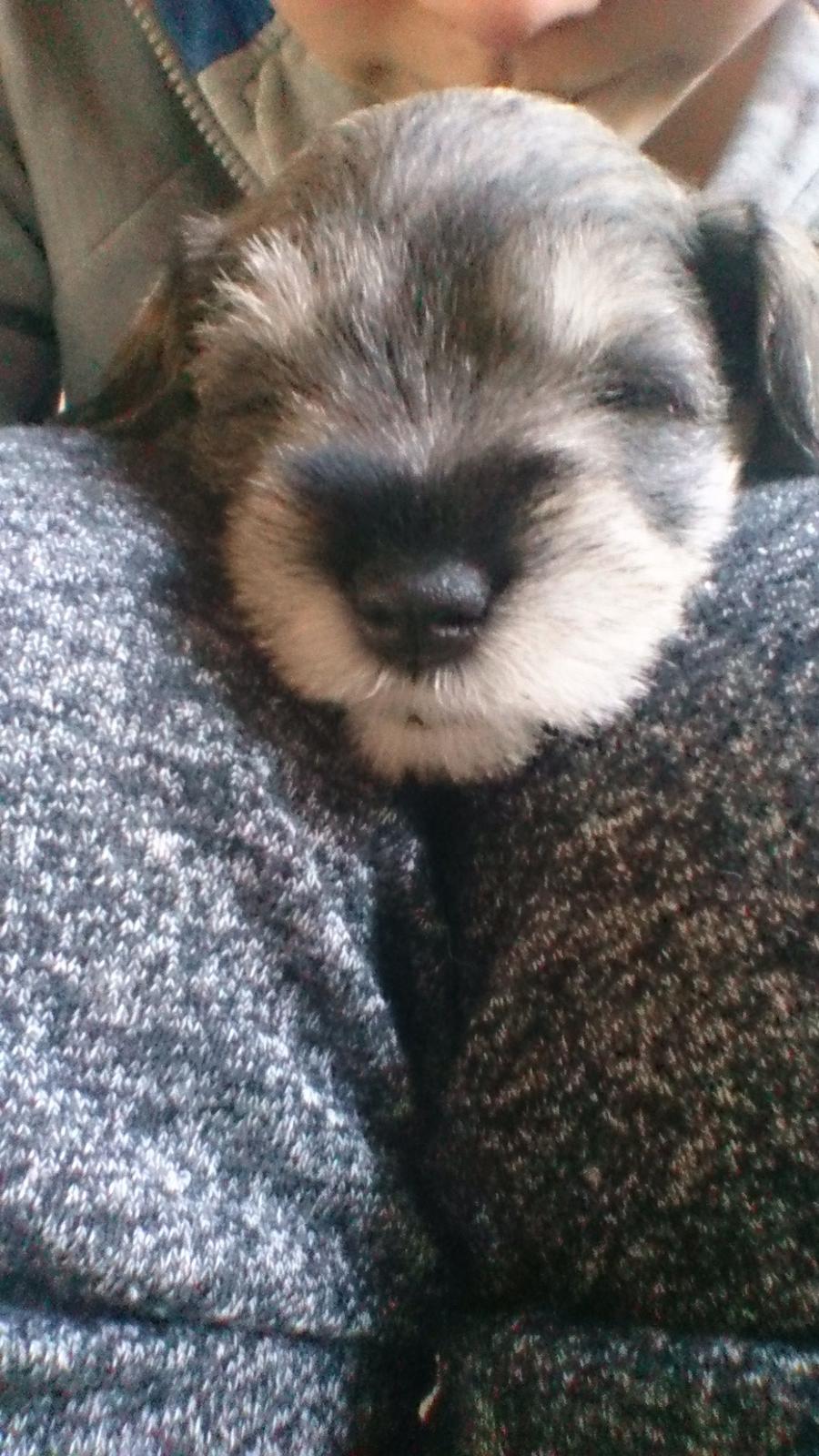 Dvaergschnauzer Ronja billede 5