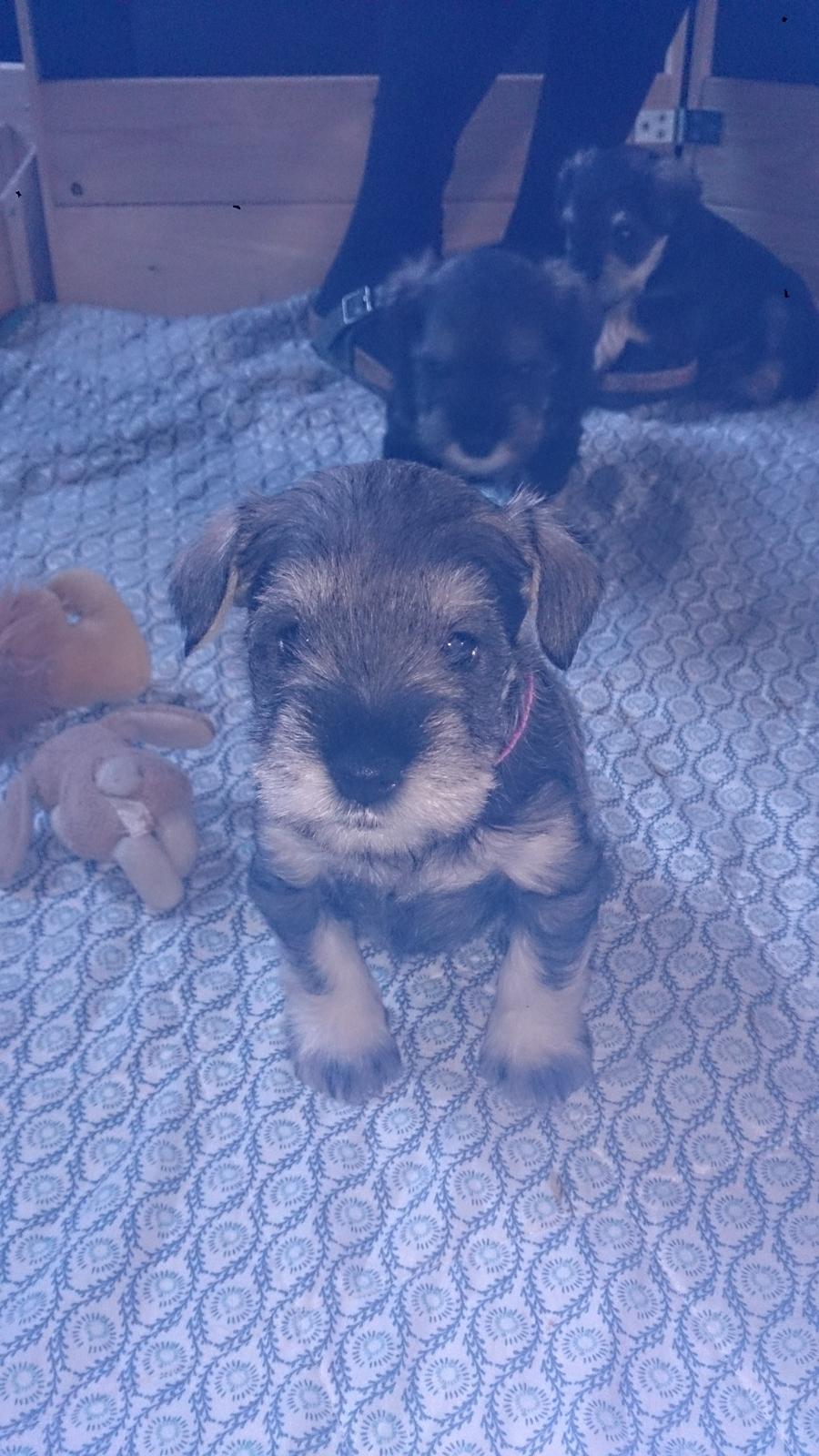 Dvaergschnauzer Ronja billede 7