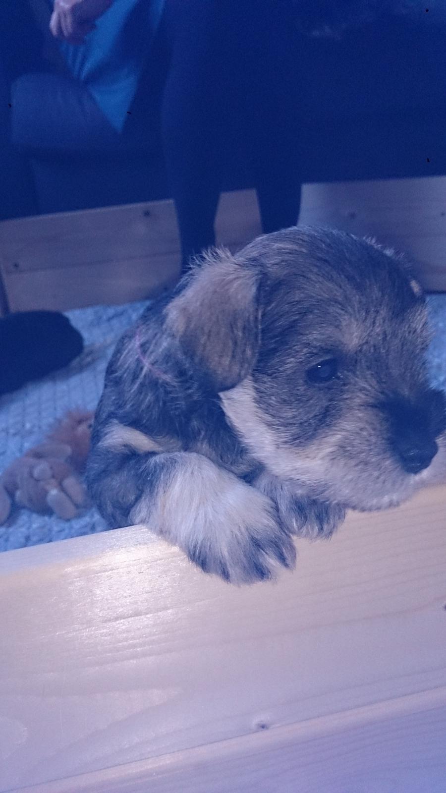 Dvaergschnauzer Ronja billede 8
