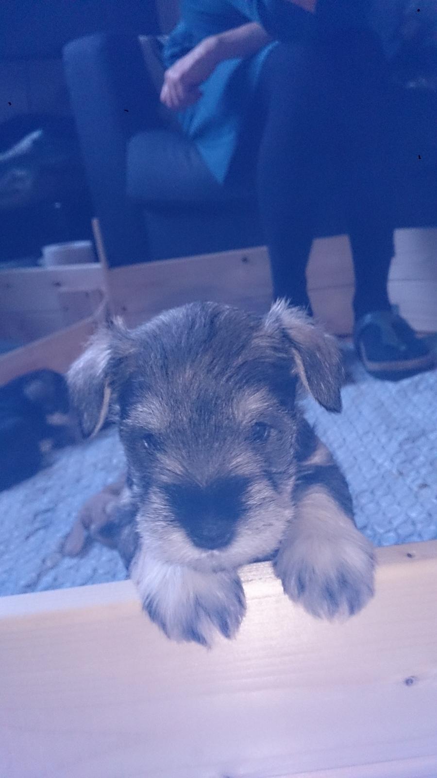 Dvaergschnauzer Ronja billede 9