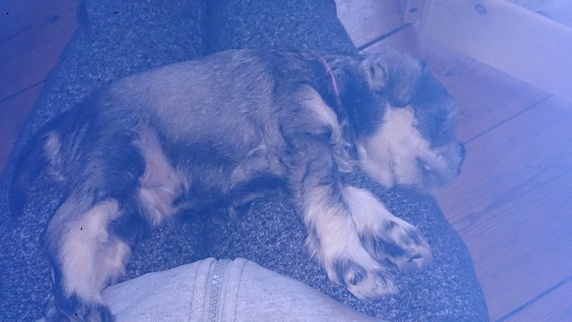 Dvaergschnauzer Ronja billede 10