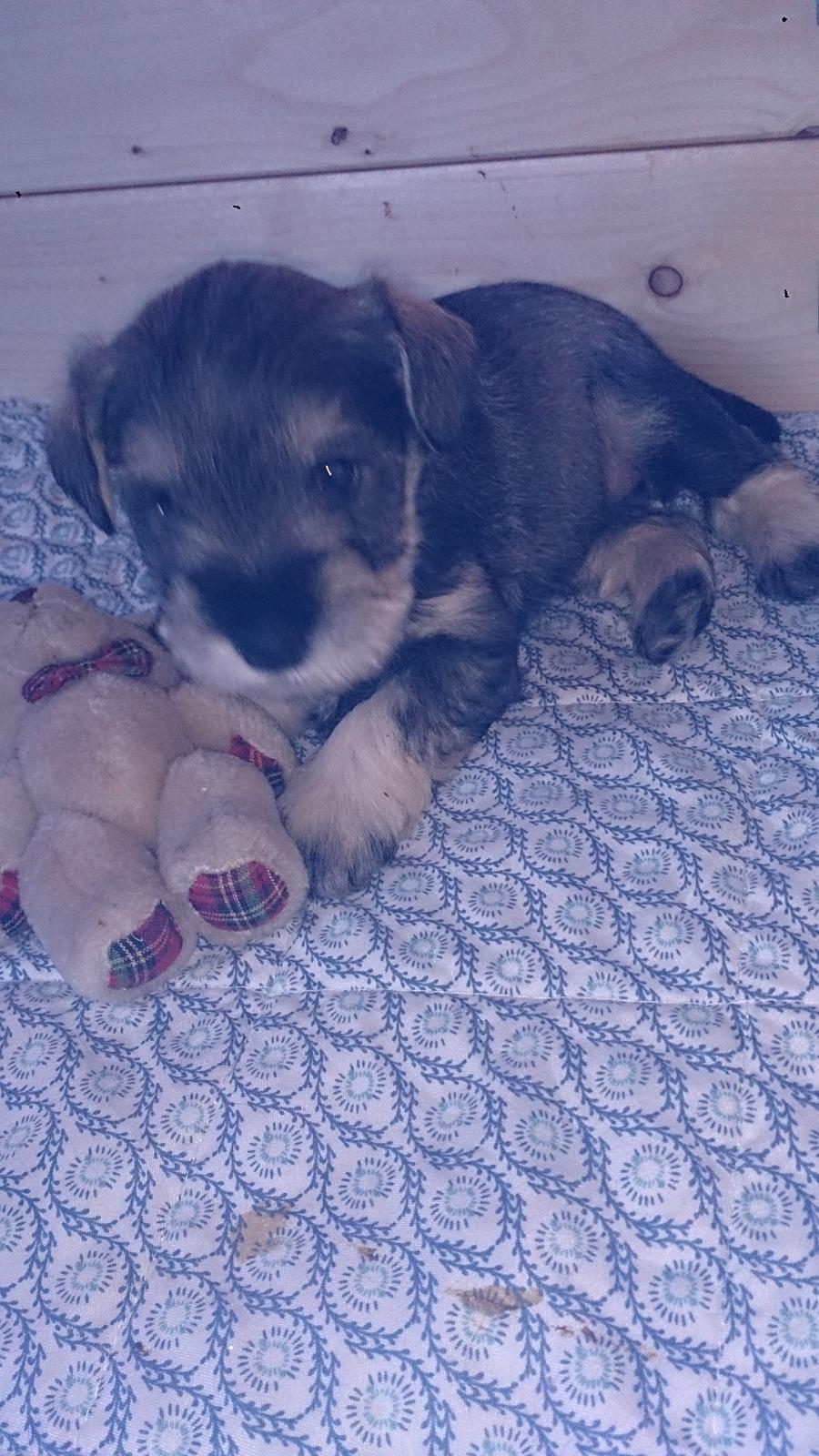 Dvaergschnauzer Ronja billede 11