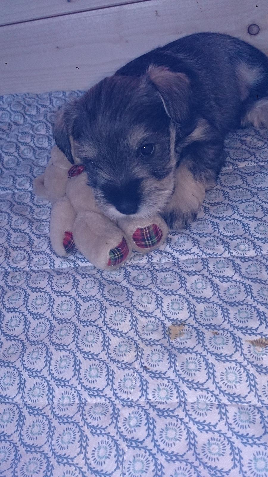 Dvaergschnauzer Ronja billede 12