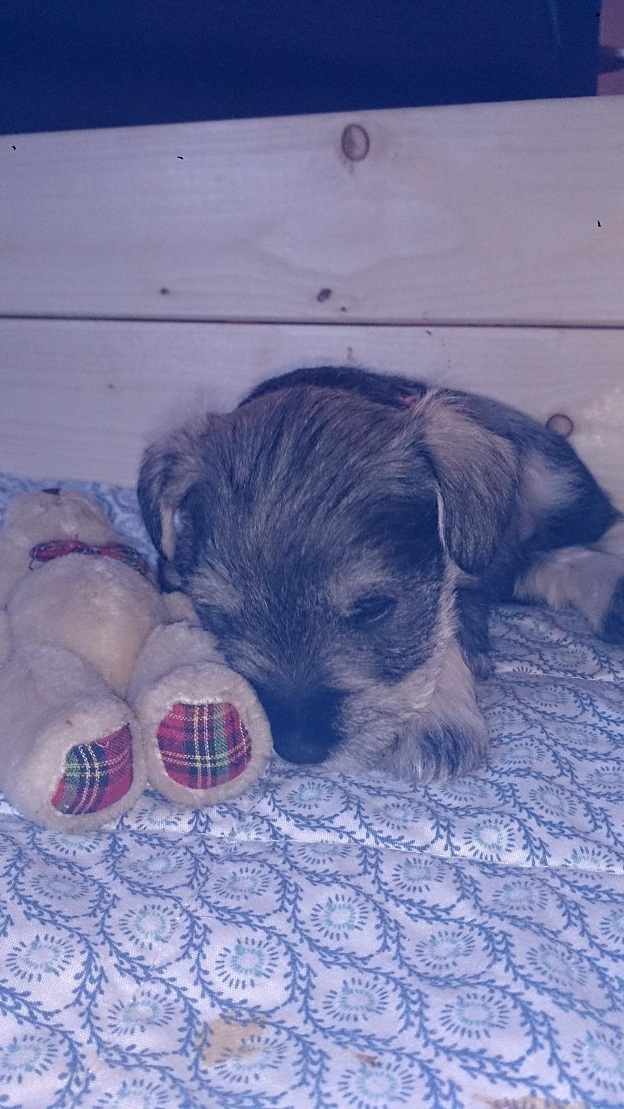 Dvaergschnauzer Ronja billede 13