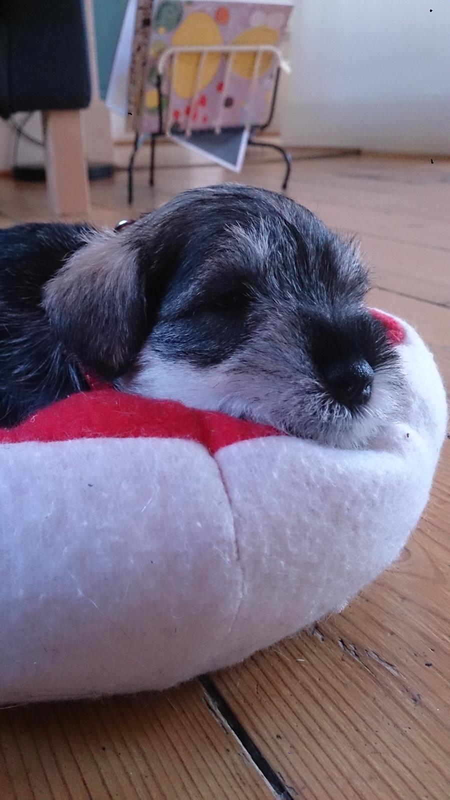 Dvaergschnauzer Ronja billede 14