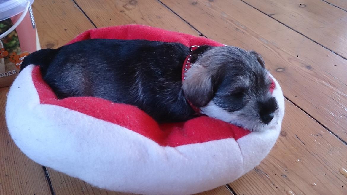 Dvaergschnauzer Ronja billede 15