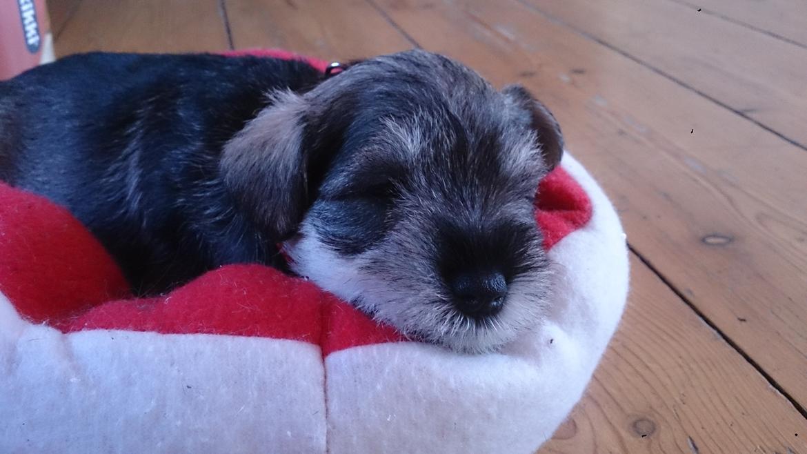 Dvaergschnauzer Ronja billede 16