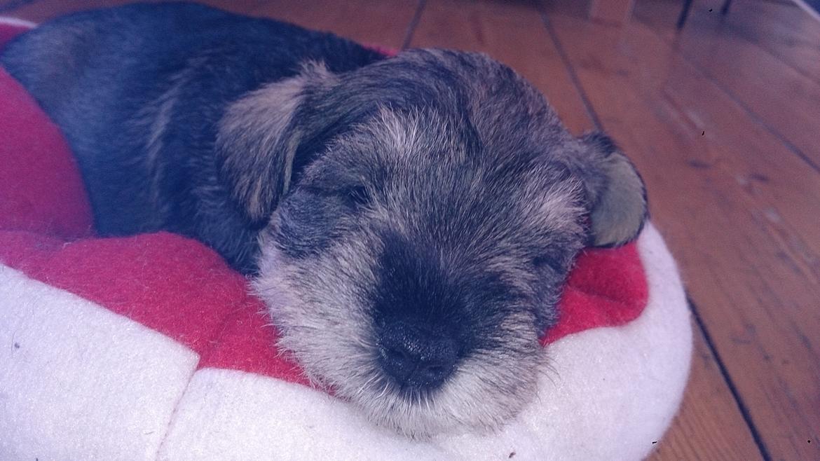 Dvaergschnauzer Ronja billede 2