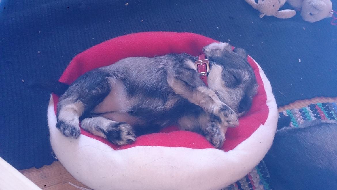 Dvaergschnauzer Ronja billede 17