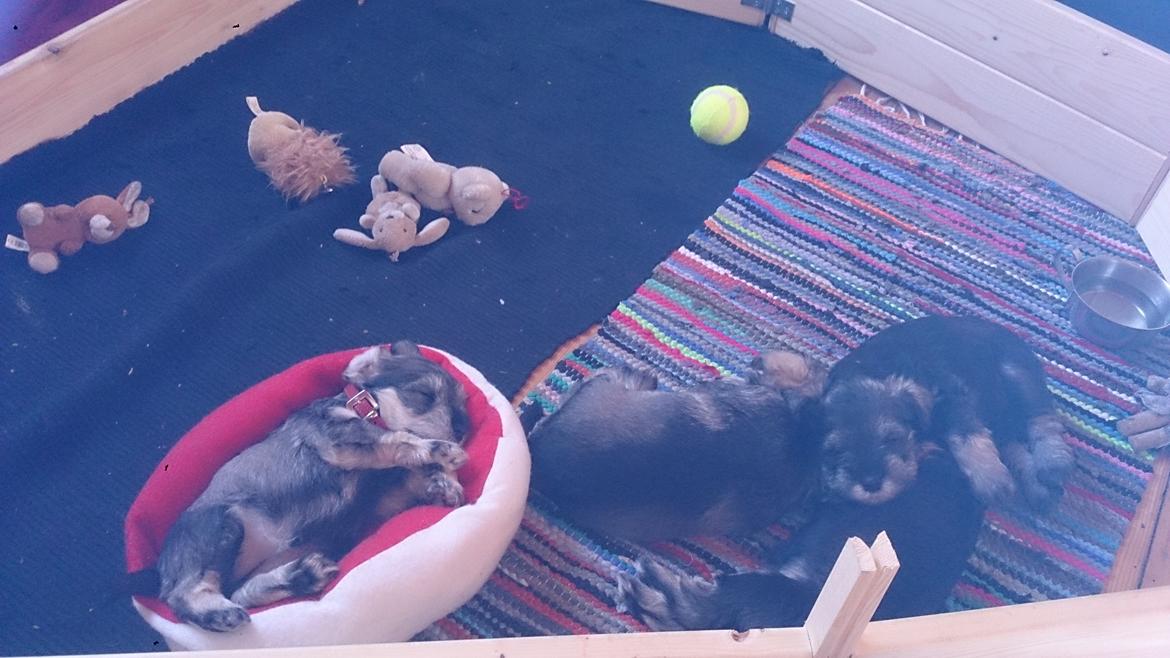 Dvaergschnauzer Ronja billede 18