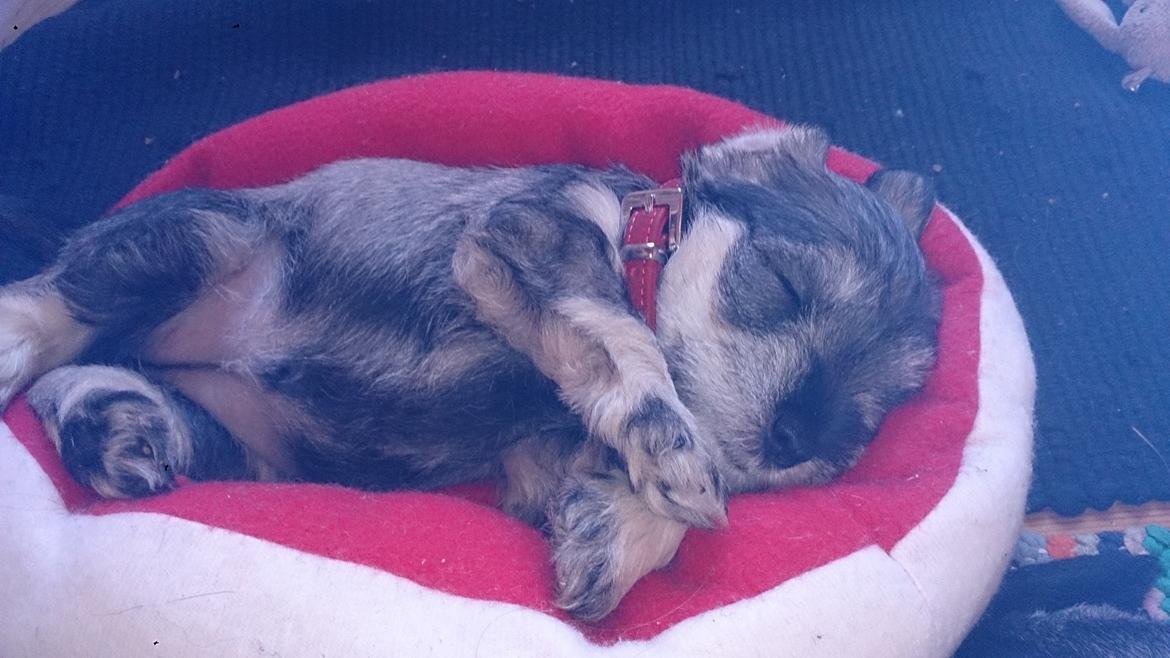 Dvaergschnauzer Ronja billede 19