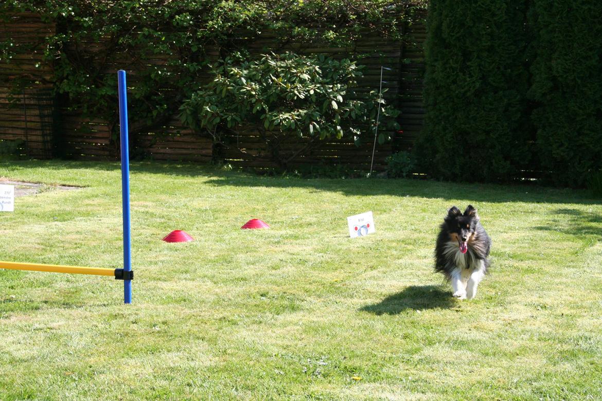 Shetland sheepdog Jessie - Lidt sjov i mine forældres have billede 21