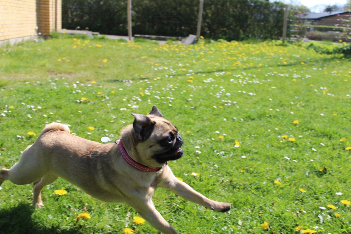 Mops Cadie billede 2