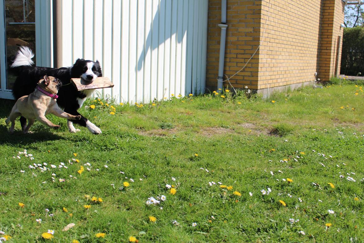 Mops Cadie billede 3