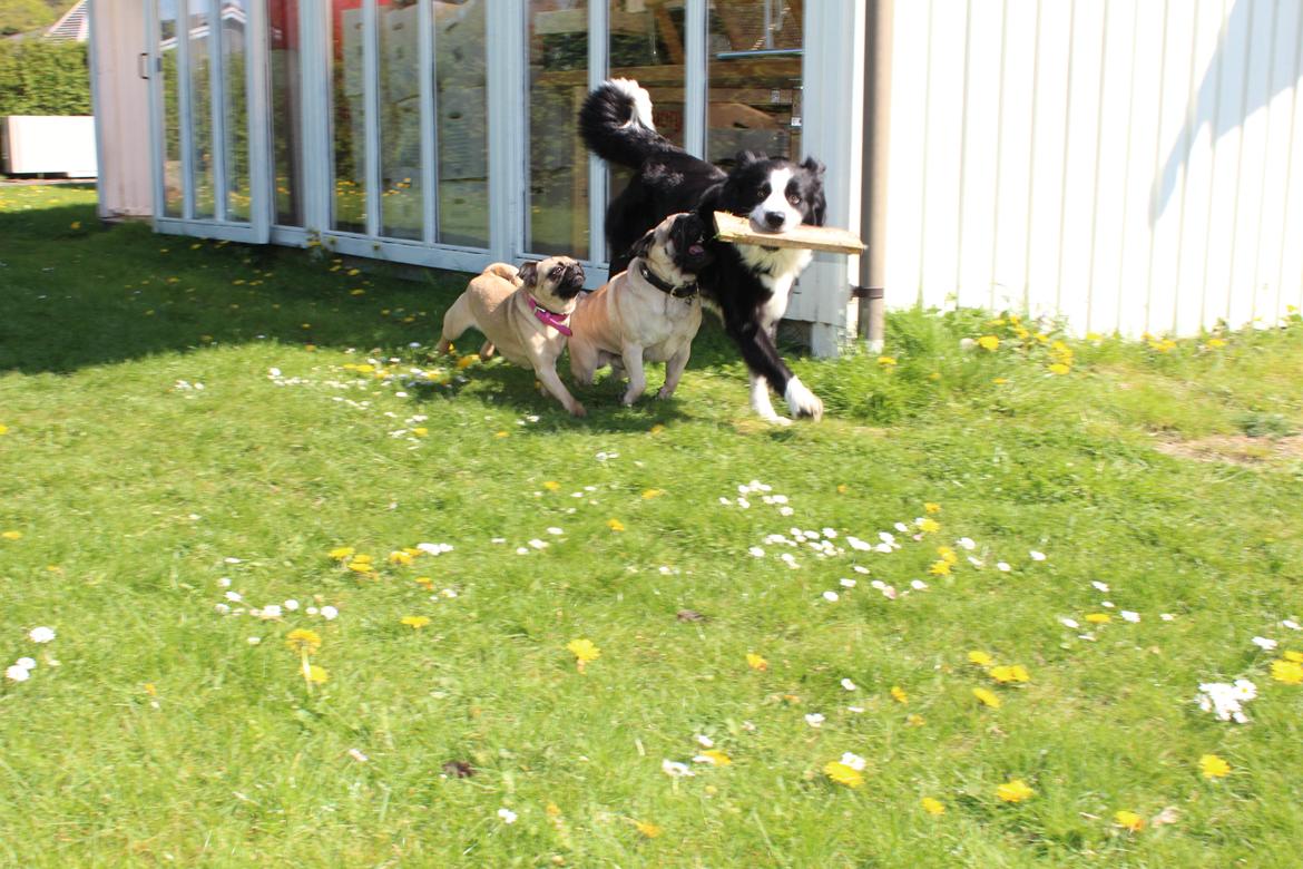 Mops Cadie billede 4