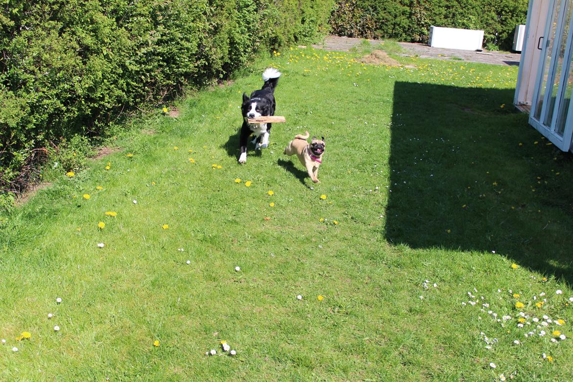Mops Cadie billede 5