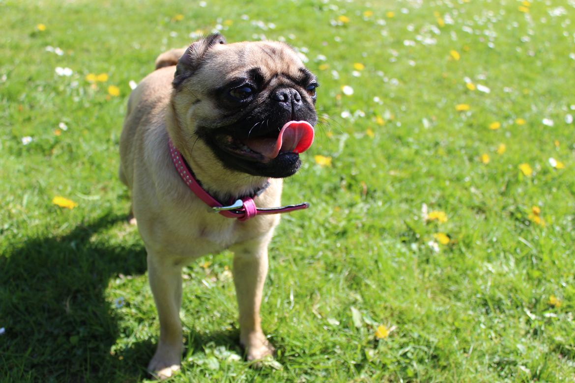 Mops Cadie billede 6