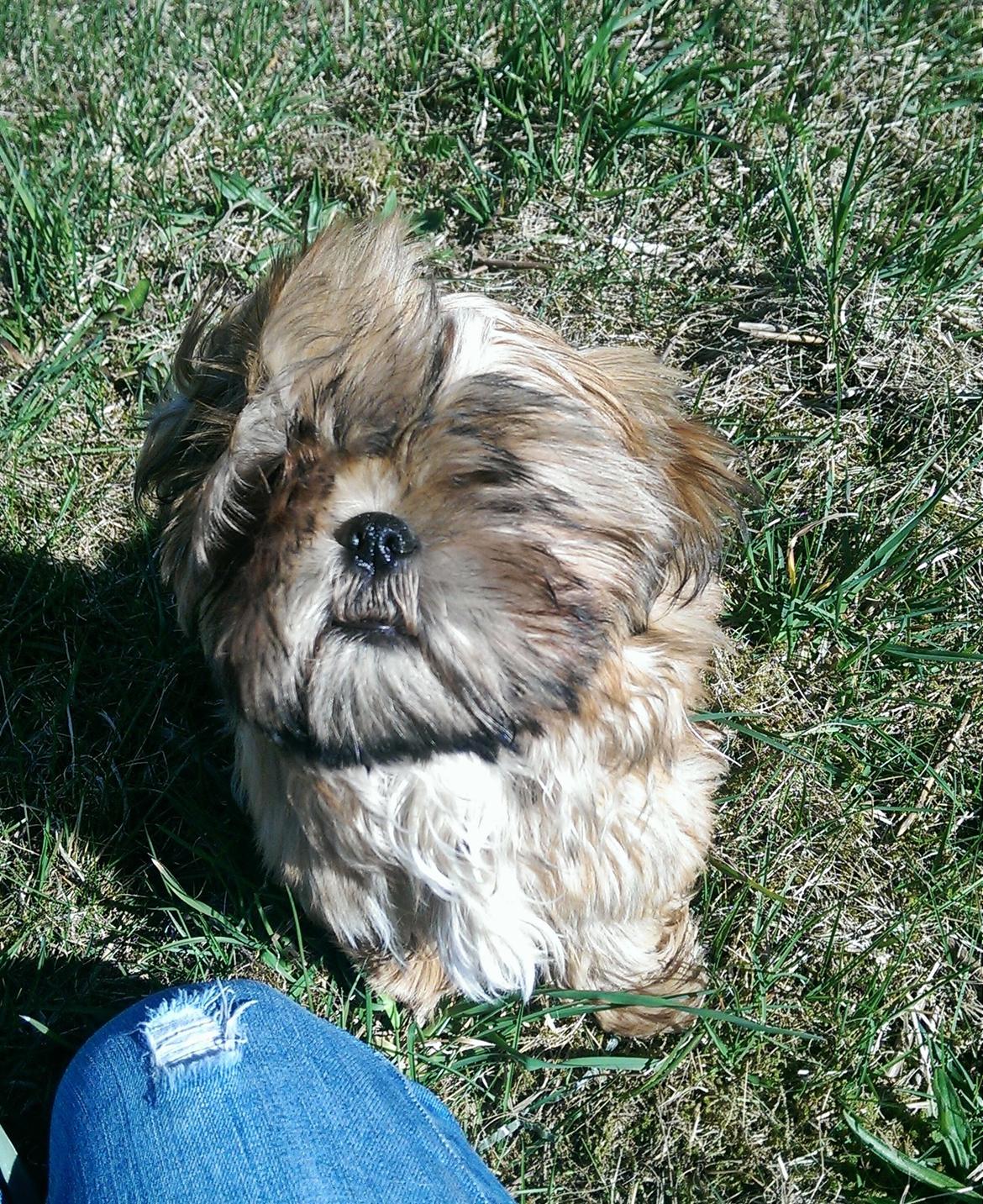 Shih tzu Fonvig's Phoebe billede 25