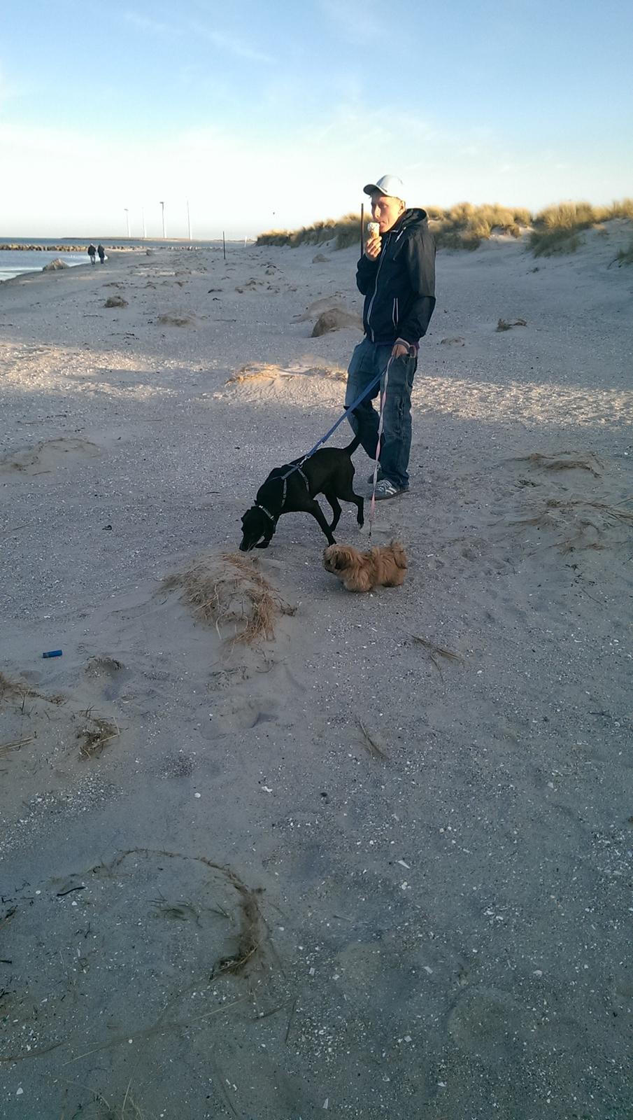 Shih tzu Fonvig's Phoebe billede 26