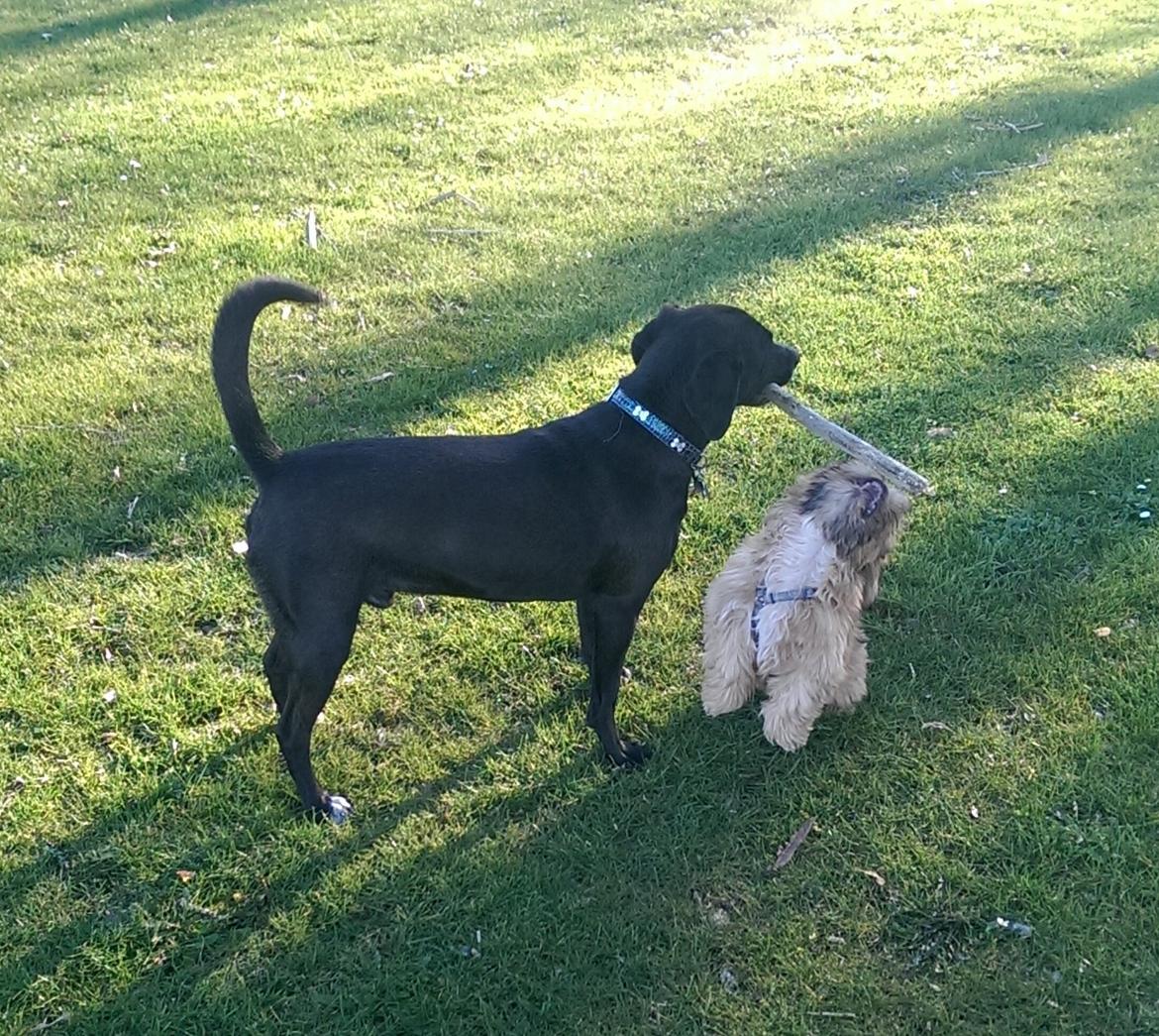 Shih tzu Fonvig's Phoebe billede 27