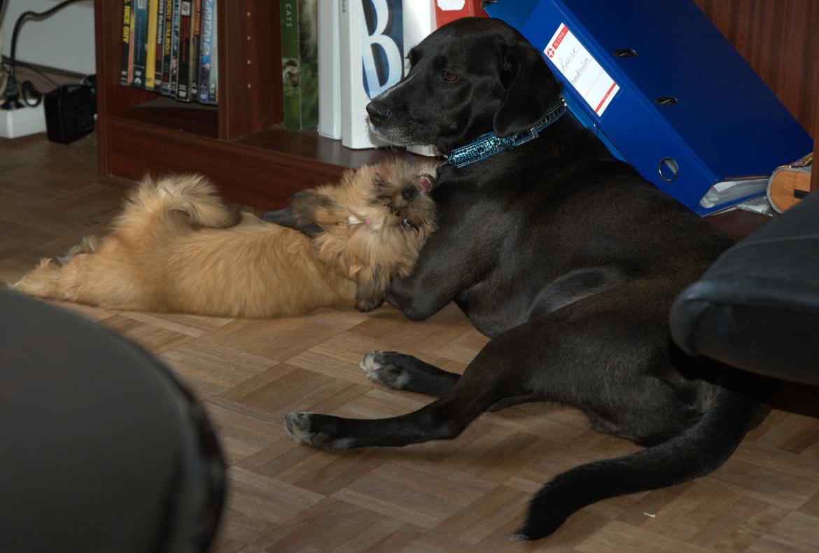 Shih tzu Fonvig's Phoebe billede 28