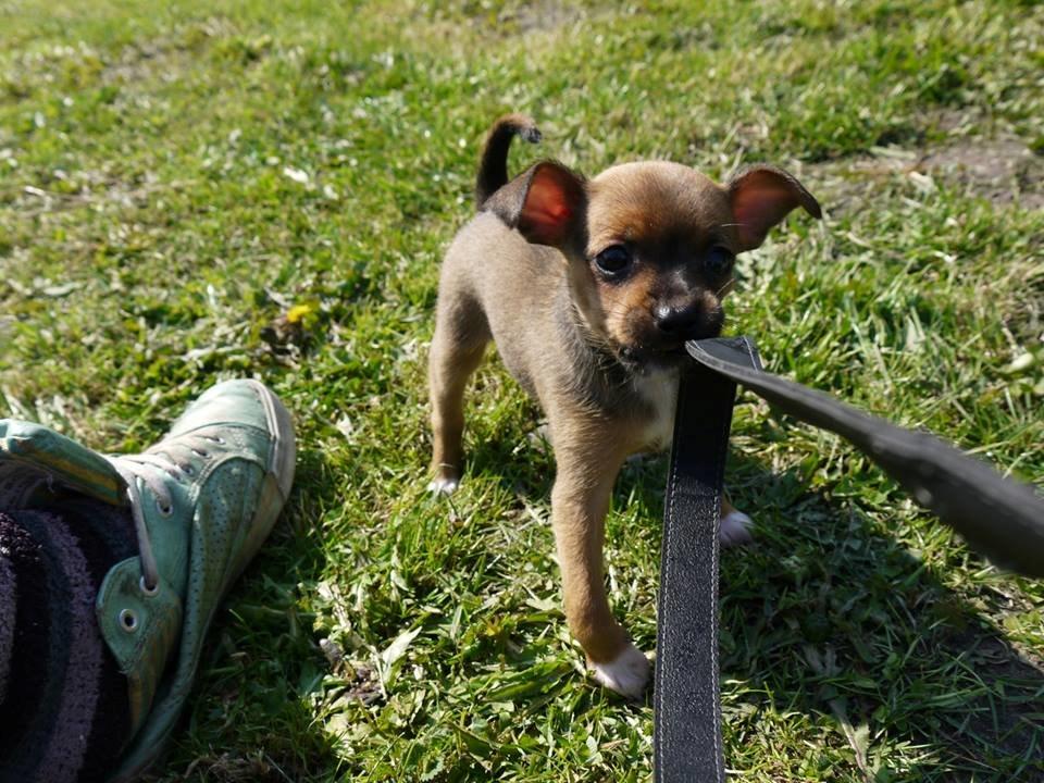 Blanding af racer Dipsy - 5 uger. billede 31