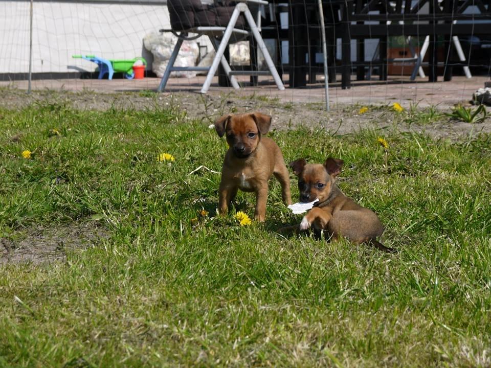 Blanding af racer Dipsy - næsten 6 uger. billede 17