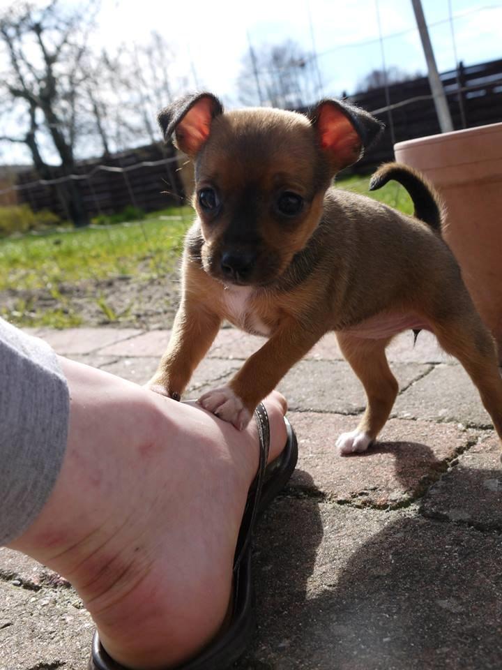 Blanding af racer Dipsy billede 29