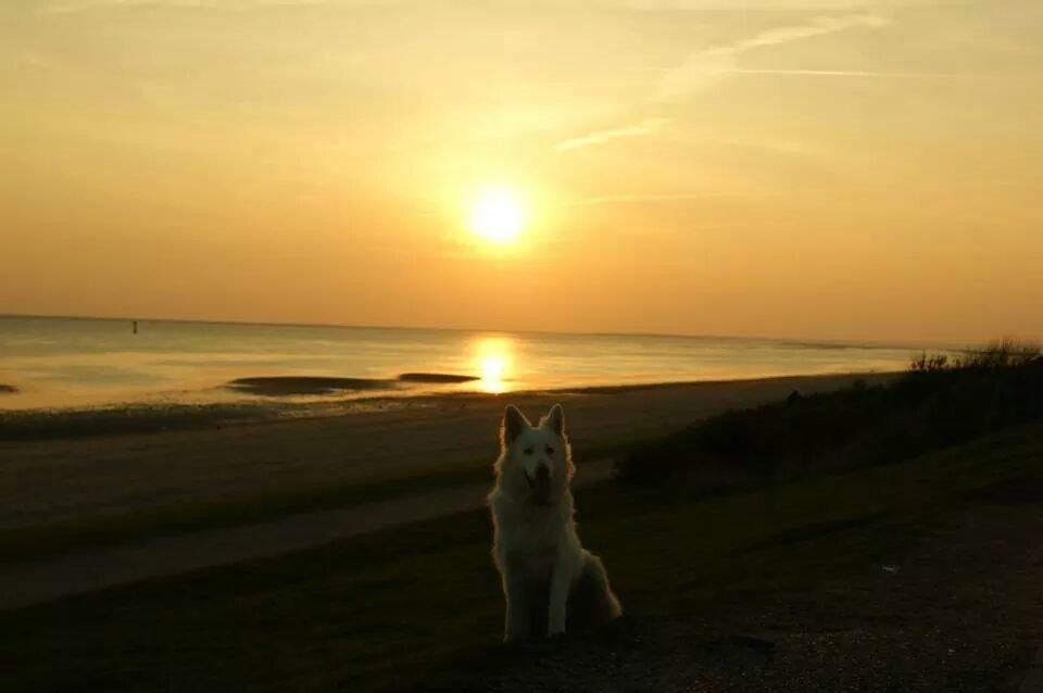 Hvid schæfer Kenzo billede 27