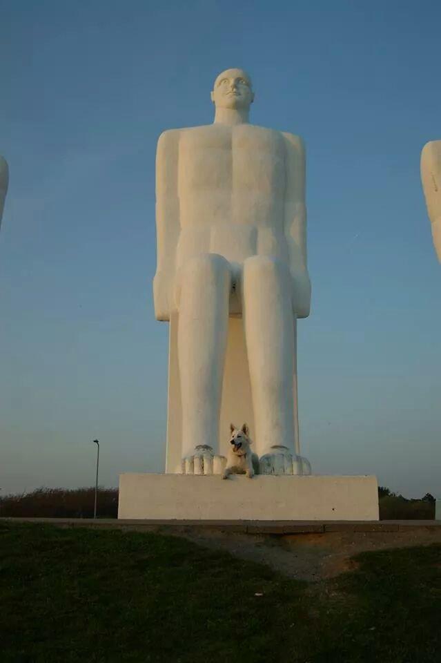 Hvid schæfer Kenzo billede 29