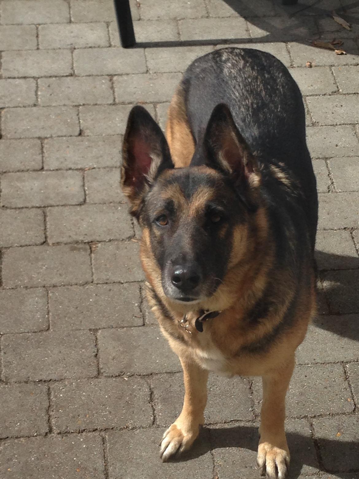 Blanding af racer Frk. Jensen - Kaldte du???? billede 2