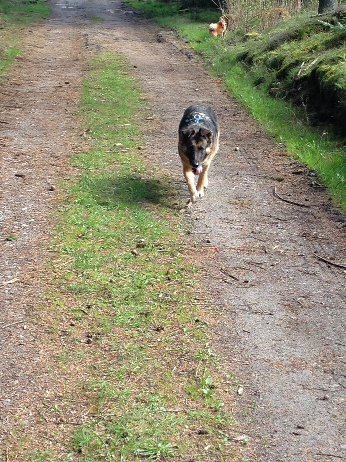 Blanding af racer Frk. Jensen - Skovtur UHMMM billede 3