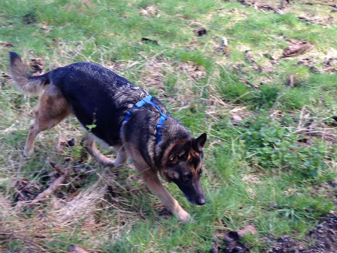 Blanding af racer Frk. Jensen - Skovtur UHMMM billede 5