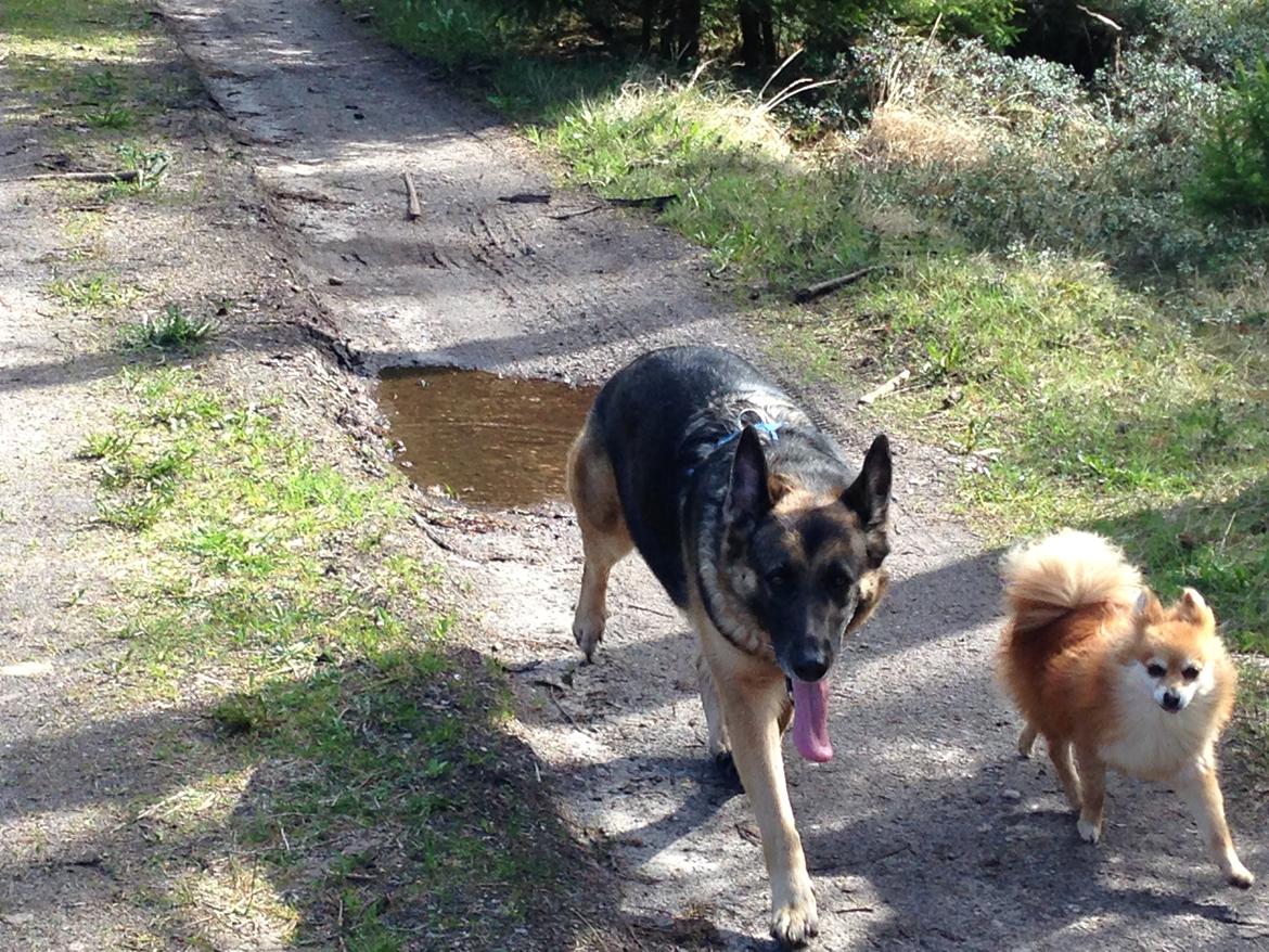 Blanding af racer Frk. Jensen - Skovtur med min ven Mico billede 6