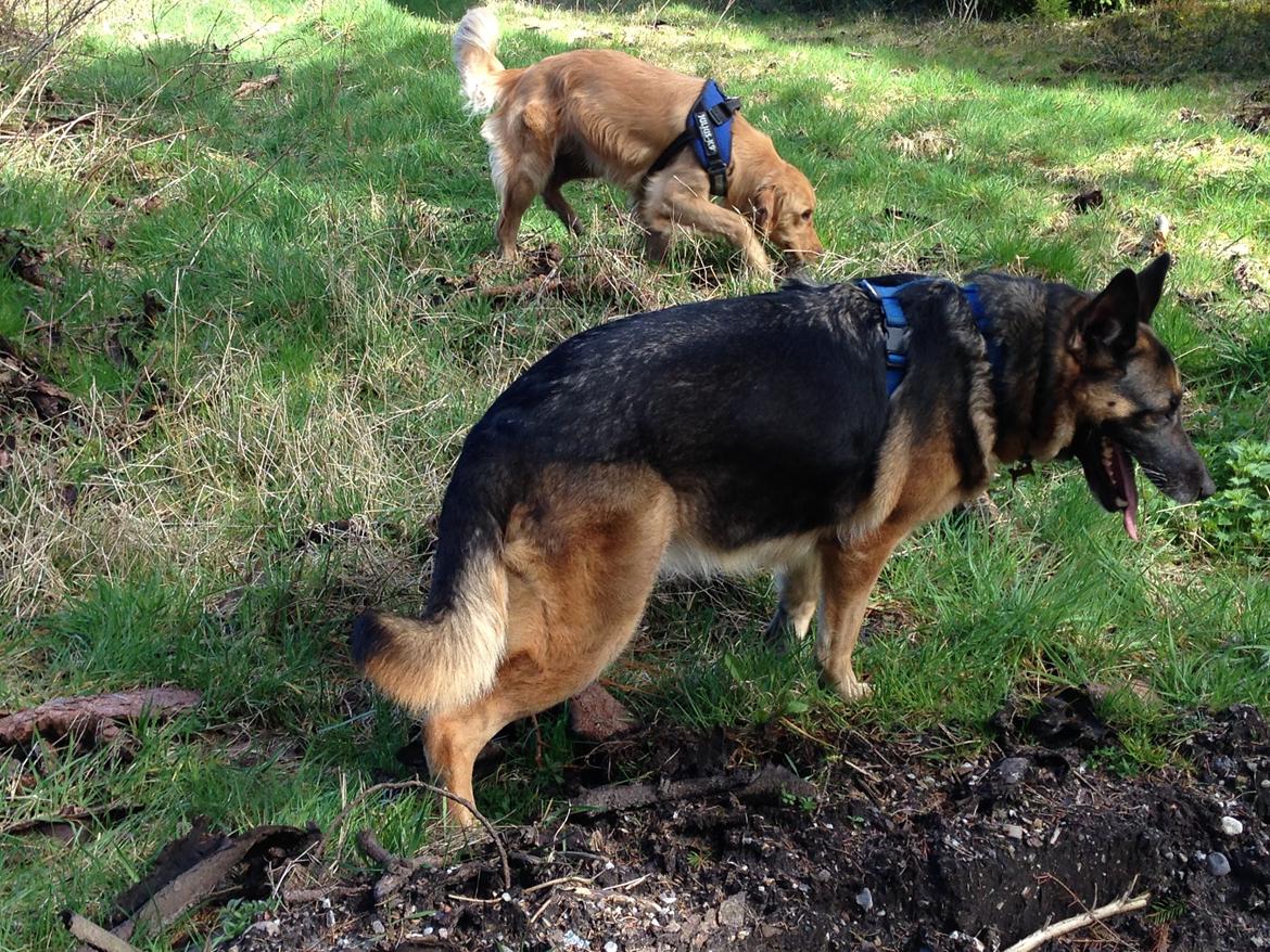 Blanding af racer Frk. Jensen - Elsker at komme i skoven med vennerne billede 9