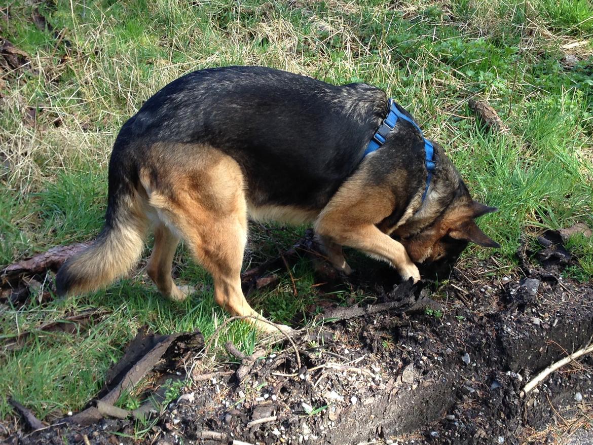 Blanding af racer Frk. Jensen - Tror jeg så en mus  billede 8