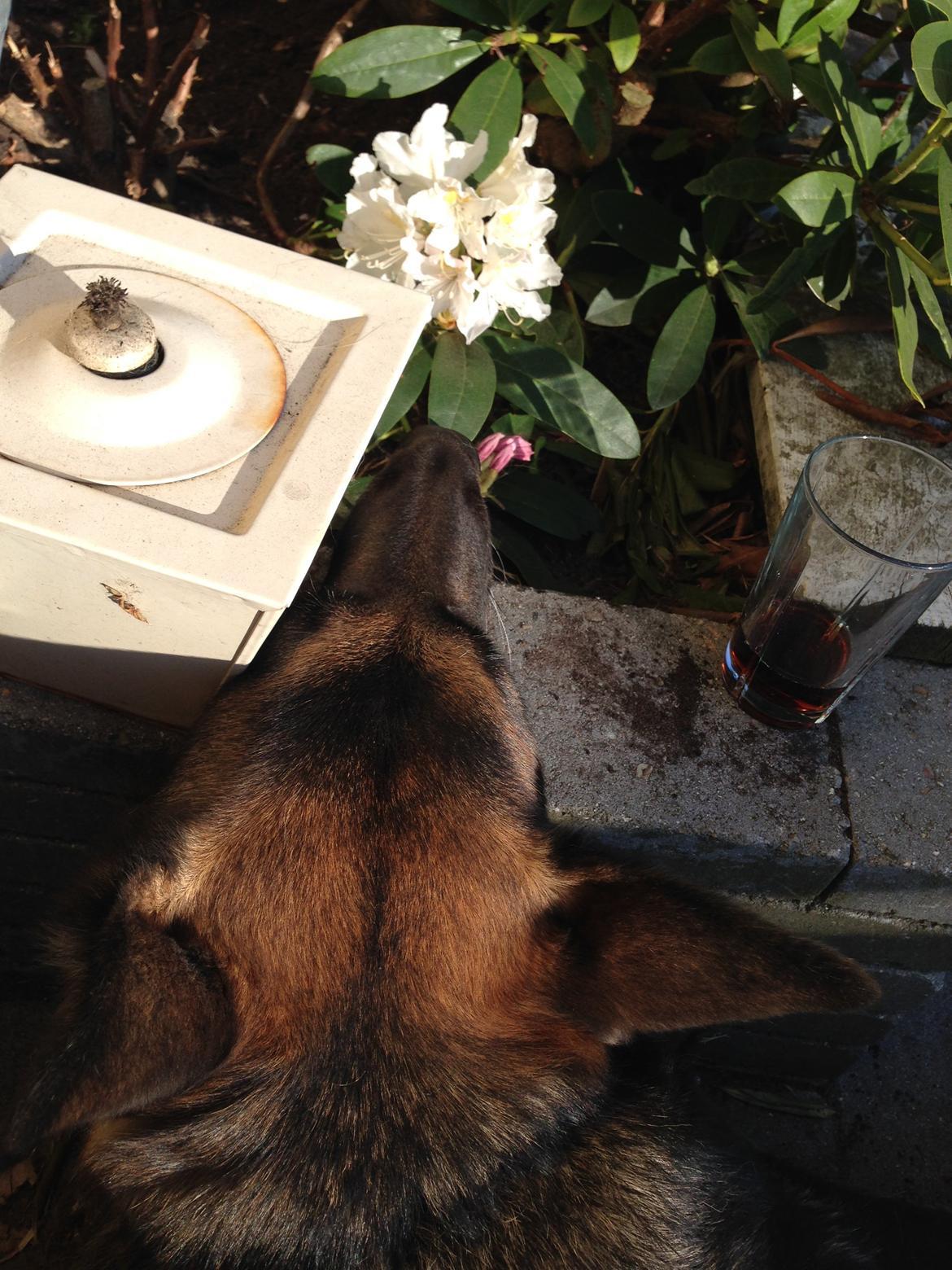 Blanding af racer Frk. Jensen - Hovedet kan blive så tungt at bære på billede 11