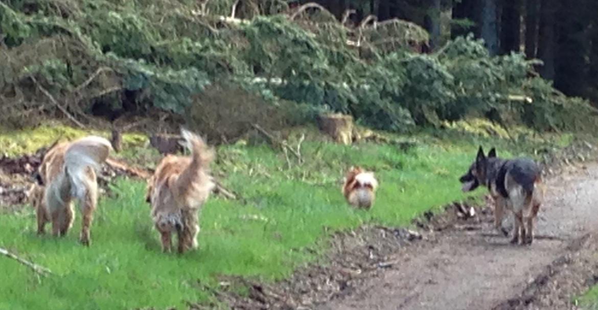 Blanding af racer Frk. Jensen - Her er vi alle fire. Fra højre mod venstre MIG, Mico, Gaya og Gert billede 4