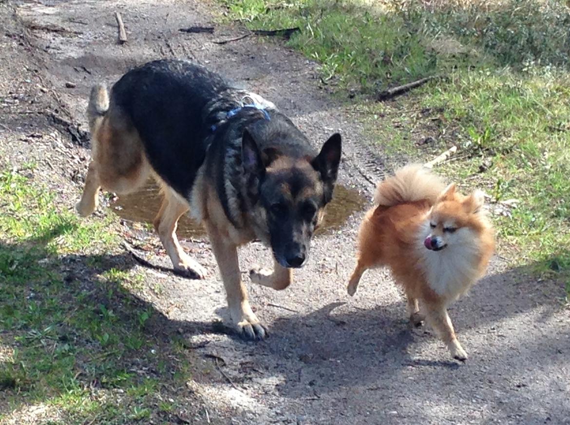 Blanding af racer Frk. Jensen - Min bedste ven Mico billede 7