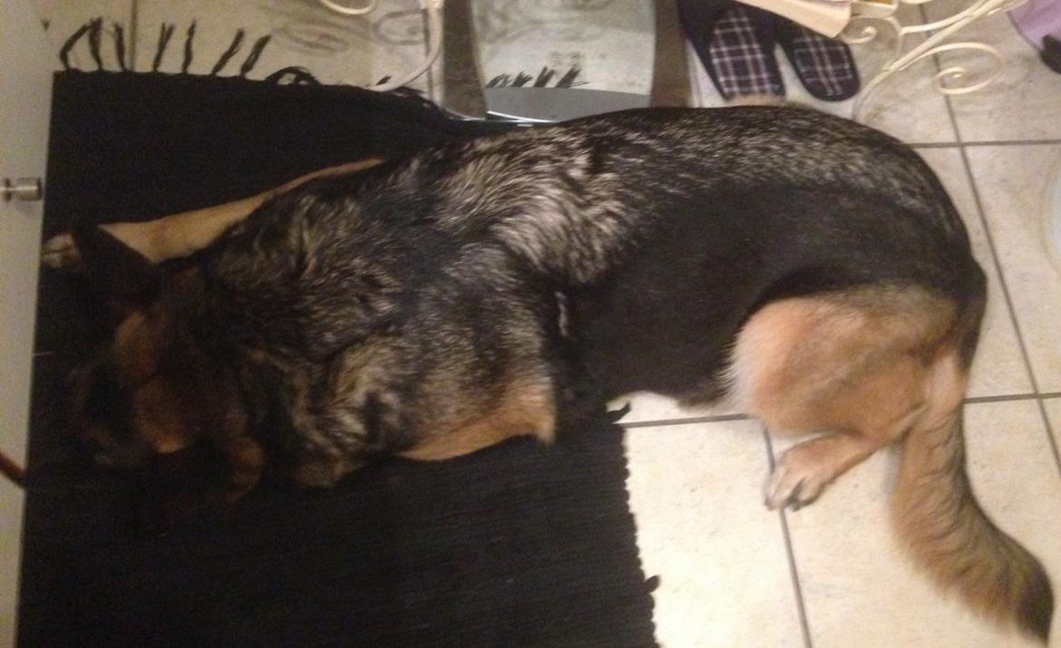 Blanding af racer Frk. Jensen - Snupper lige en lur på badeværelset. Der er varme i gulvet ;) billede 10