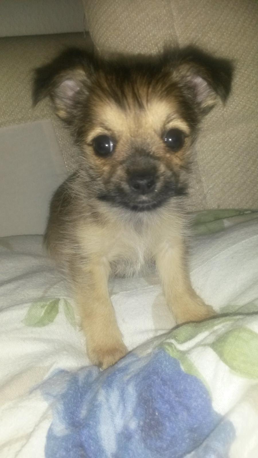 Blanding af racer Casey RIP billede 19