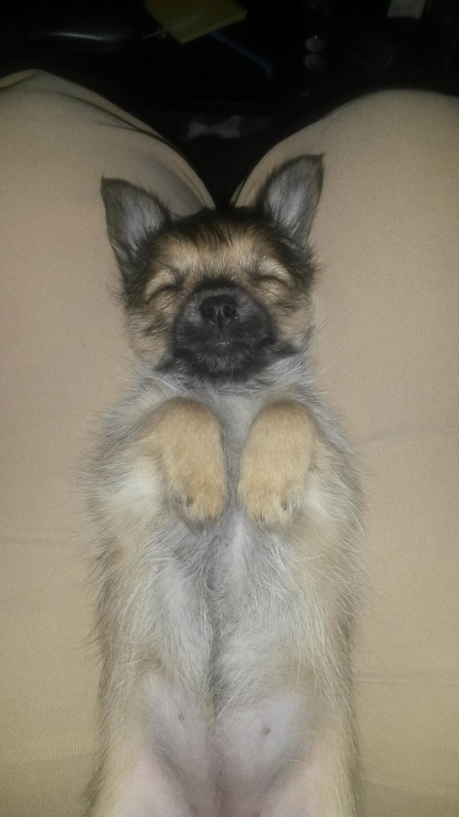 Blanding af racer Casey RIP billede 20