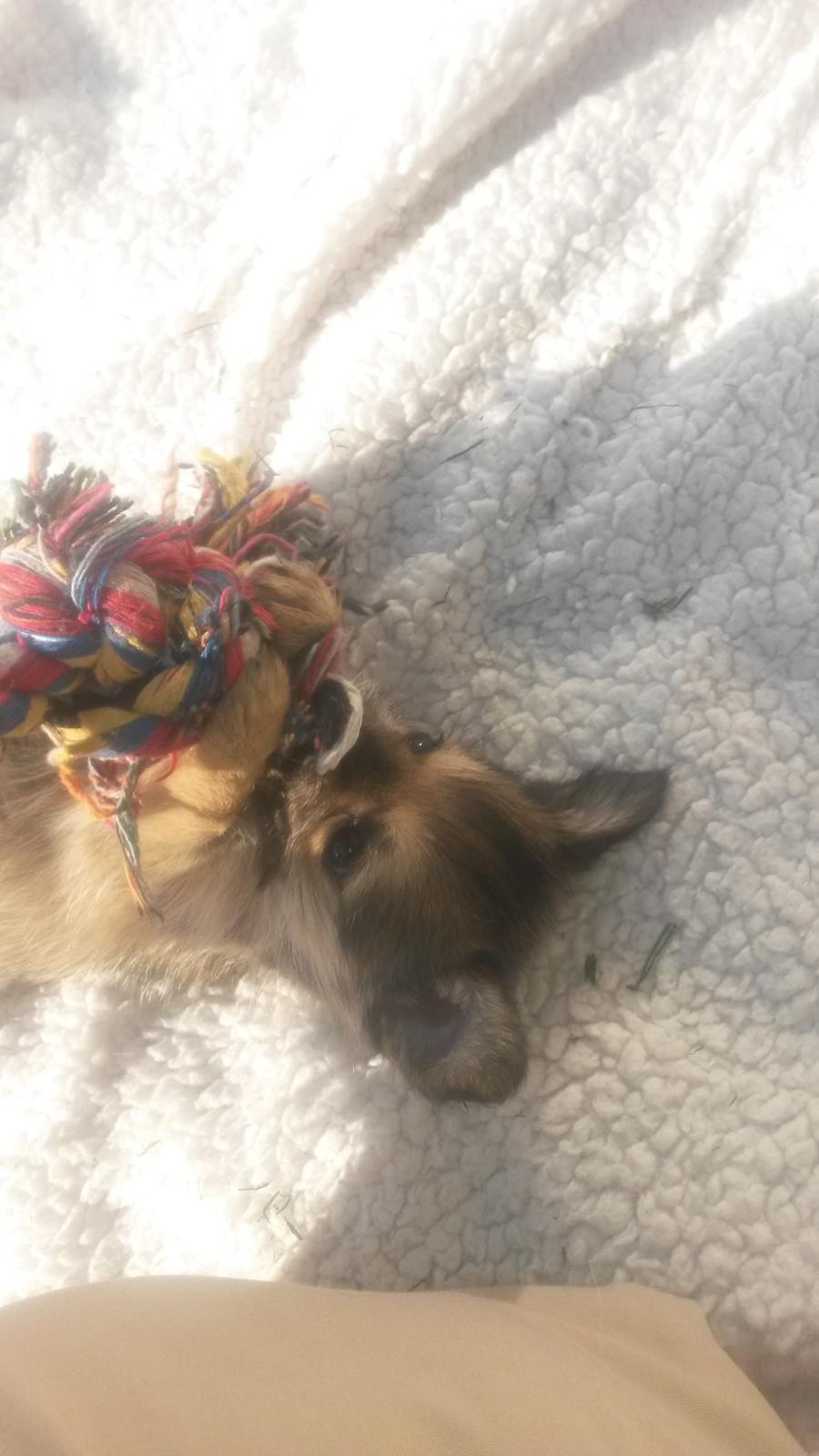 Blanding af racer Casey RIP billede 21