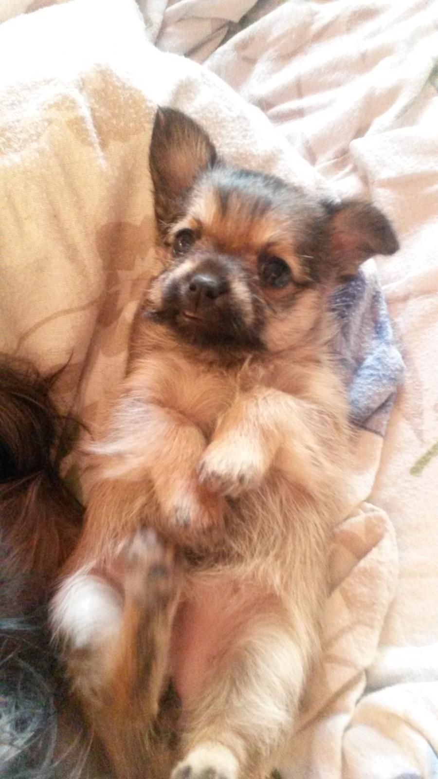 Blanding af racer Casey RIP billede 22