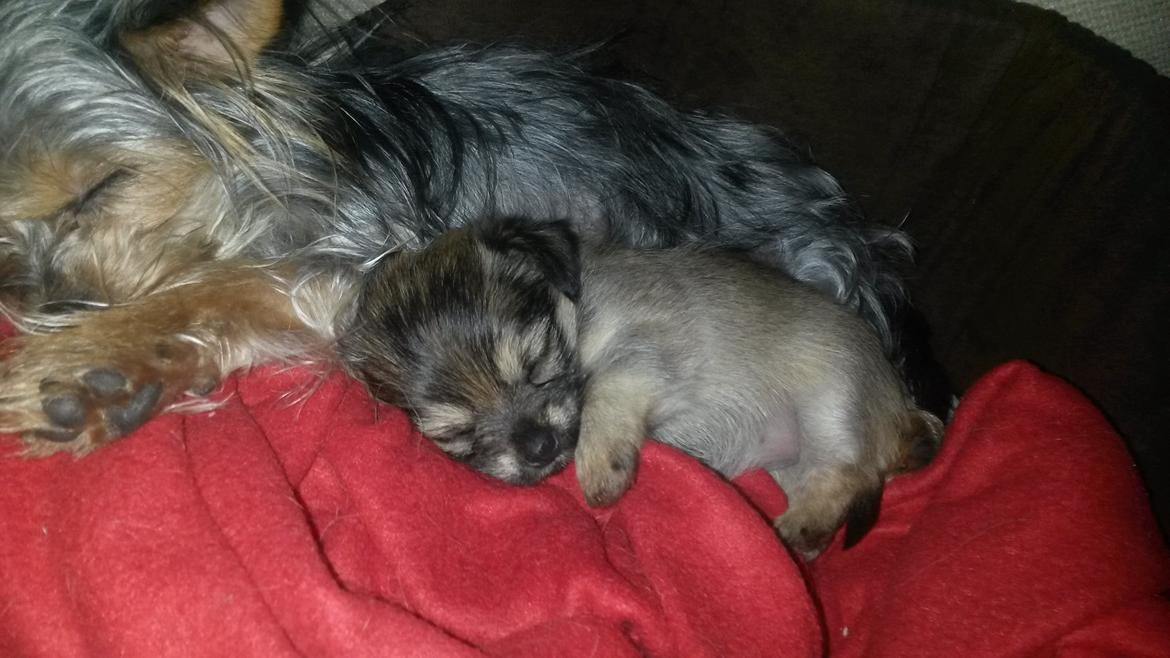 Blanding af racer Casey RIP billede 23