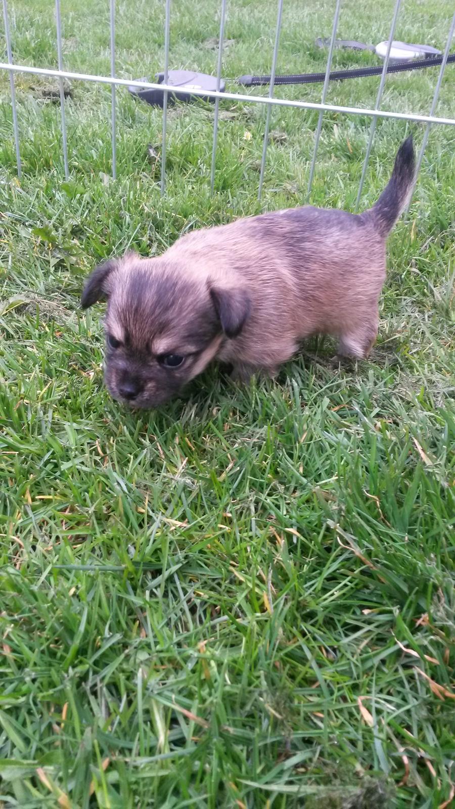 Blanding af racer Casey RIP billede 24