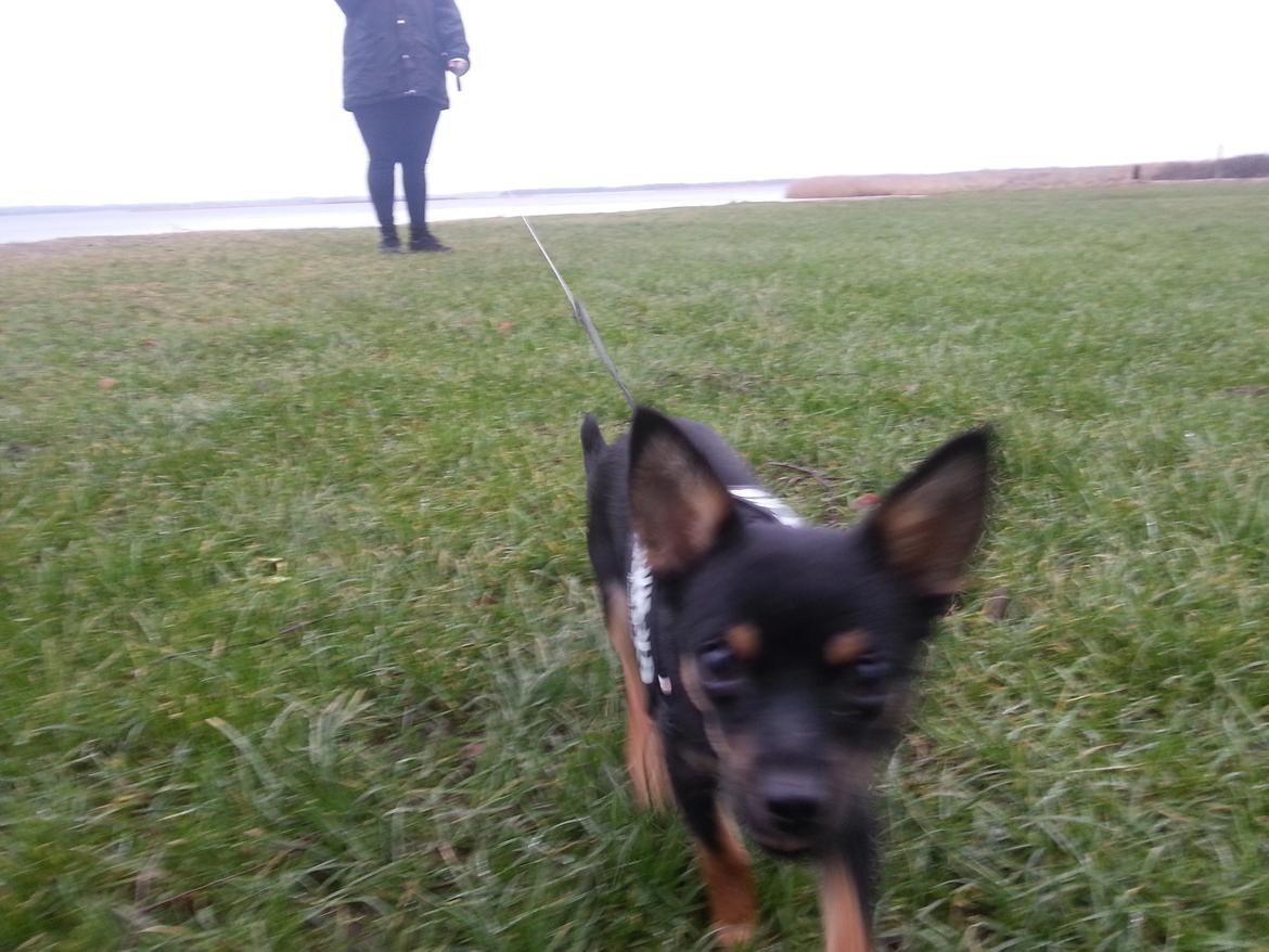 Blanding af racer Bobo billede 2